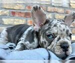 Small #4 French Bulldog