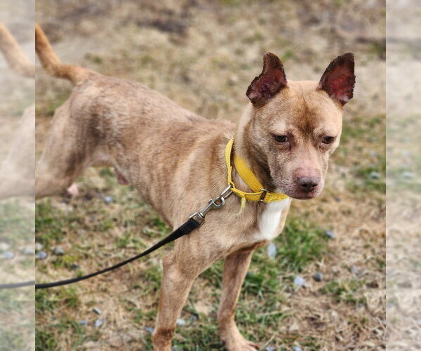Medium Photo #7 Mutt Puppy For Sale in Walnutport, PA, USA