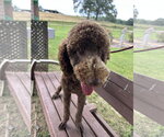 Small #4 Golden Retriever