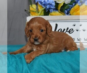 Cavapoo Puppy for sale in CHARLOTTE, NC, USA