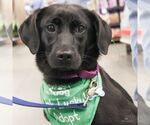 Small #2 Labrador Retriever Mix