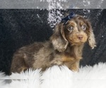 Small #3 Dachshund