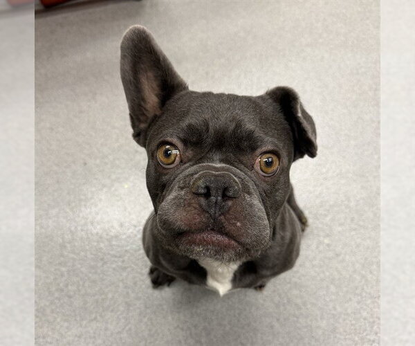 Medium Photo #2 French Bulldog Puppy For Sale in Rancho Cucamonga, CA, USA