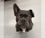 Small #1 French Bulldog
