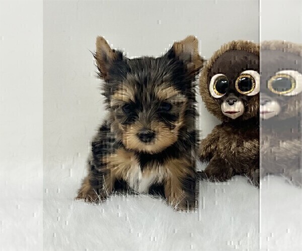Medium Photo #3 Biewer Terrier Puppy For Sale in PEMBROKE PINES, FL, USA