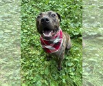 Small #8 American Pit Bull Terrier Mix