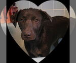 Small #11 Labrador Retriever Mix