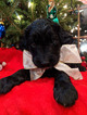 Small Photo #2 Golden Irish-Poodle (Standard) Mix Puppy For Sale in FISHERS, IN, USA