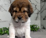 Small Photo #11 Cocker-Pei Puppy For Sale in GOSHEN, IN, USA