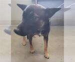 A887854 - Female German Shepherd Dog-Unknown Mix Dog for Adoption - Small photo