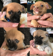 Chihuahua Puppy for sale in PRESTON, CT, USA