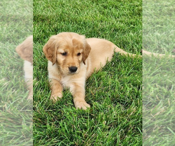 Medium Photo #10 Golden Retriever Puppy For Sale in DAKOTA, MN, USA