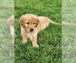 Small #9 Golden Retriever