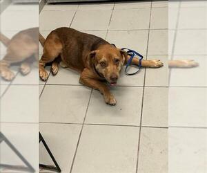American Pit Bull Terrier-Unknown Mix Dogs for adoption in Corpus Christi, TX, USA