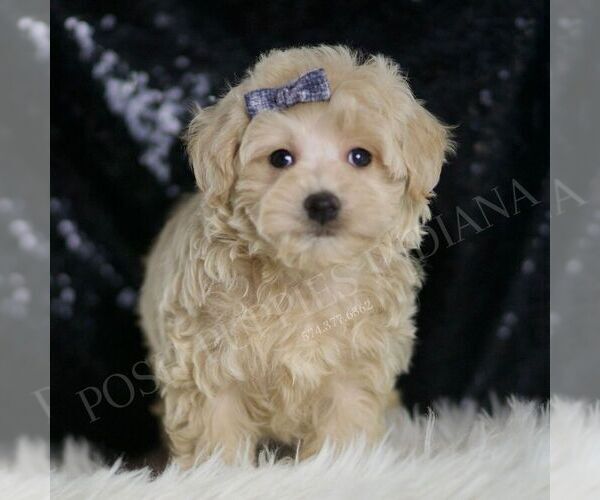 Medium Photo #4 Maltipoo Puppy For Sale in WARSAW, IN, USA