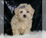 Small #3 Maltipoo