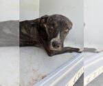Small Labrador Retriever Mix