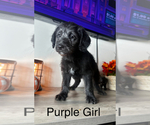 Puppy Purple Girl Labradoodle