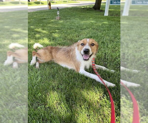 Medium Photo #1 Mutt Puppy For Sale in Minneapolis, MN, USA