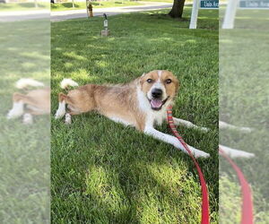 Mutt Dogs for adoption in Minneapolis, MN, USA