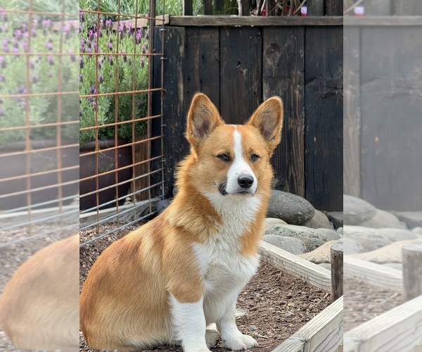 Medium Photo #1 Aussie-Corgi Puppy For Sale in ESPERANCE, NY, USA