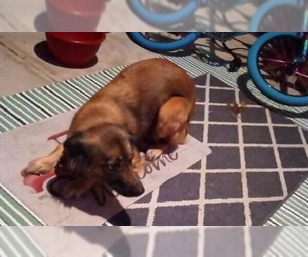 Medium Photo #1 Mutt Puppy For Sale in San Antonio, TX, USA