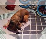 Small Mutt