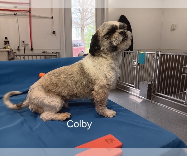 Medium Photo #1 Shih Tzu Puppy For Sale in CAMPBELL HILL, IL, USA