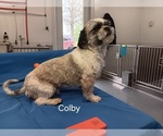 Small Photo #1 Shih Tzu Puppy For Sale in CAMPBELL HILL, IL, USA