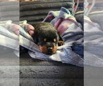 Litter of 8 - Male(s) and Female(s) RottweilerLitter of Puppies for Sale - Photo #7
