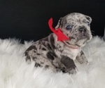 Small Photo #3 French Bulldog Puppy For Sale in PORT READING, NJ, USA