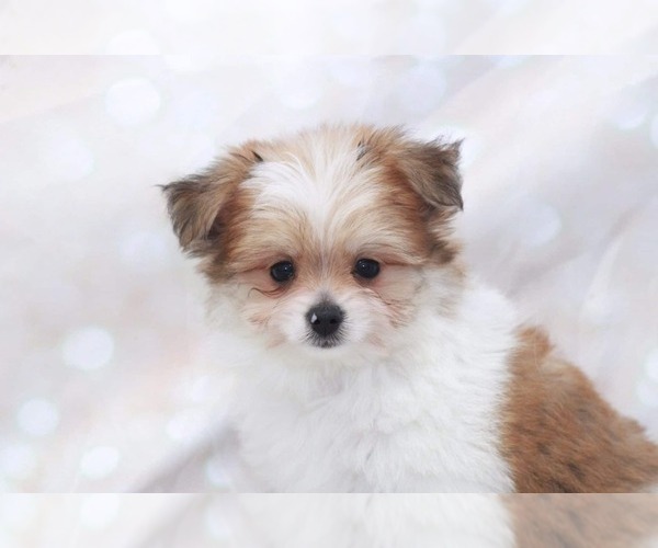 Medium Photo #2 Yoranian Puppy For Sale in MARIETTA, GA, USA