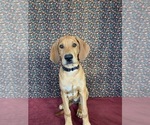 Puppy 10 Great Dane-Redbone Coonhound Mix