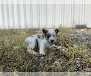 Texas Heeler Dogs for adoption in ROYAL OAK, MI, USA