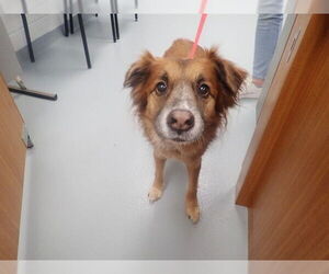 Australian Shepherd-Unknown Mix Dogs for adoption in St. Cloud, FL, USA