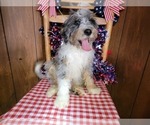 Small Photo #69 Bernedoodle (Miniature) Puppy For Sale in BLACK FOREST, CO, USA