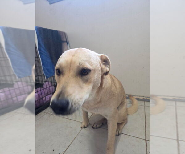 Medium Photo #4 Labrador Retriever-Unknown Mix Puppy For Sale in Oak Bluffs, MA, USA