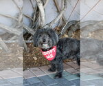 Small Photo #5 Mal-Shi Puppy For Sale in Mission Viejo, CA, USA