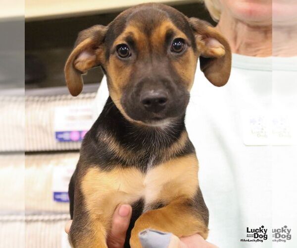 Medium Photo #5 Mutt Puppy For Sale in Washington, DC, USA