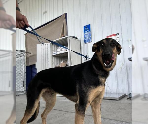 Medium Photo #1 German Shepherd Dog Puppy For Sale in Bakersfield, CA, USA