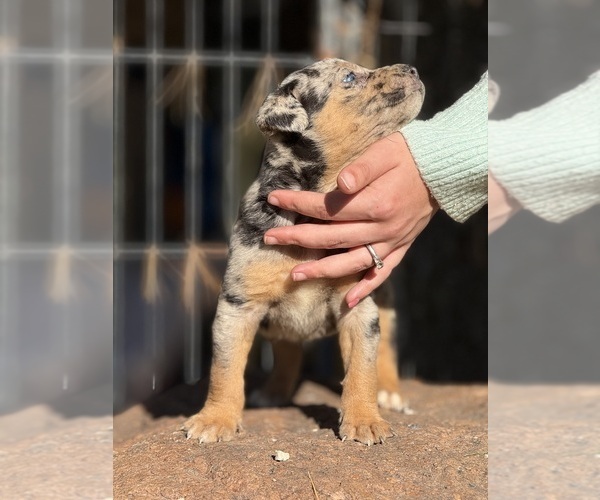 Medium Photo #3 Catahoula Leopard Dog Puppy For Sale in BUSHNELL, IL, USA