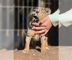 Small #2 Catahoula Leopard Dog