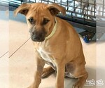 Small Labrador Retriever-Retriever  Mix