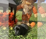 Small #6 Labrador Retriever