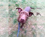 Small American Pit Bull Terrier-Labrador Retriever Mix