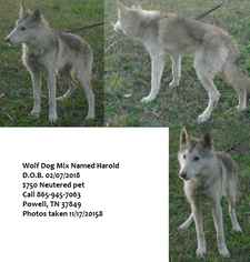 Medium Wolf Hybrid