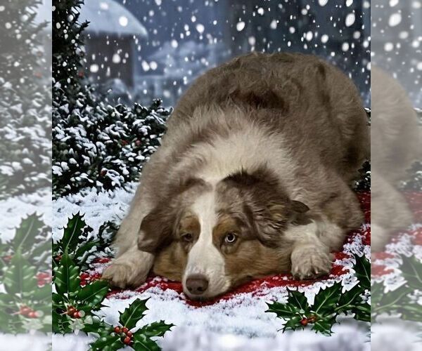 Medium Photo #1 Australian Shepherd Puppy For Sale in EUSTIS, FL, USA