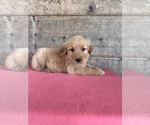 Small #8 Golden Retriever