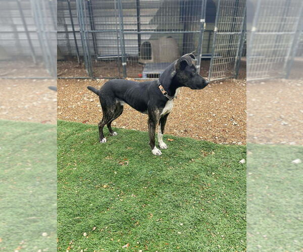 Medium Photo #2 Mutt Puppy For Sale in Foristell, MO, USA