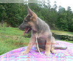 Small #13 German Shepherd Dog